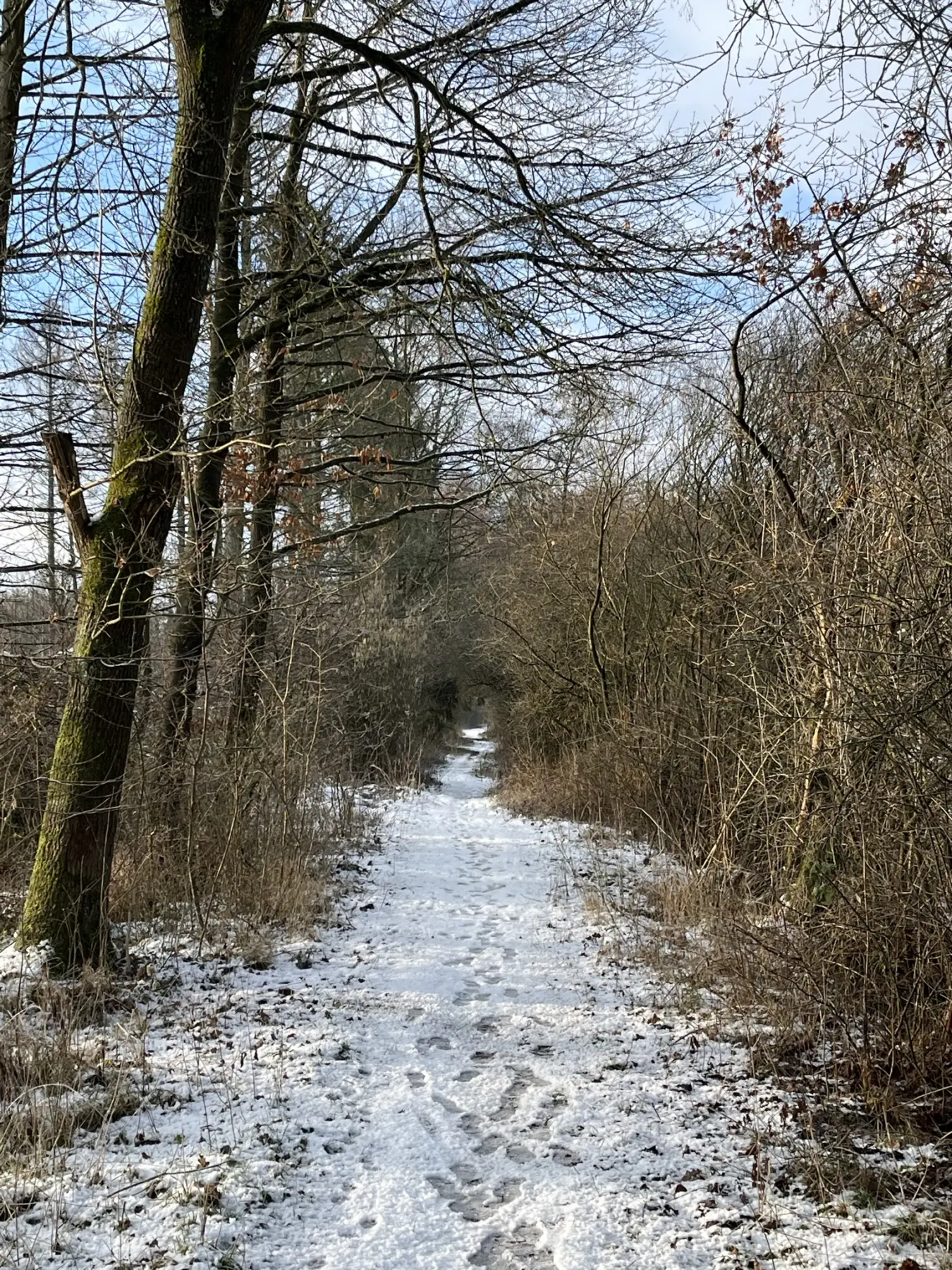 Wald im Winter